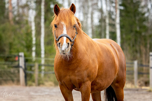 Tuuli