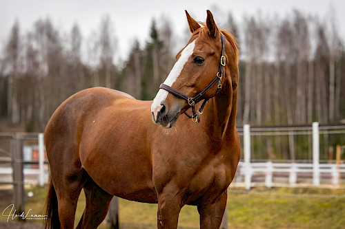 Otto