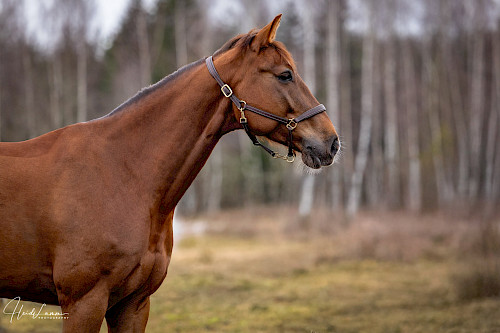 Choko